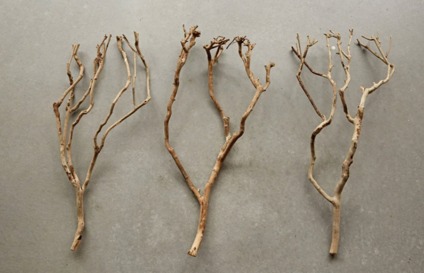 Natural Tea Tree Branch