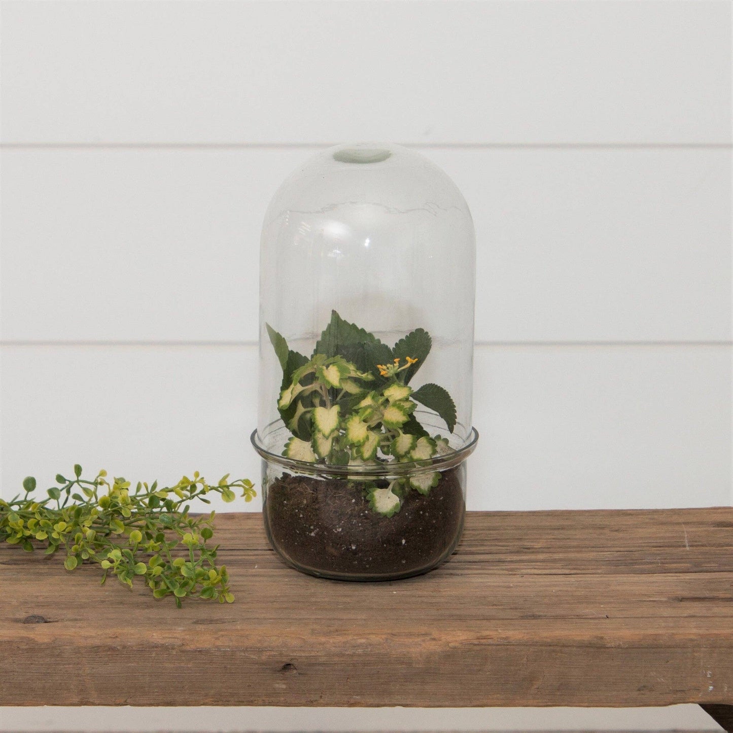 Glass Cloche Terrarium With Glass Base
