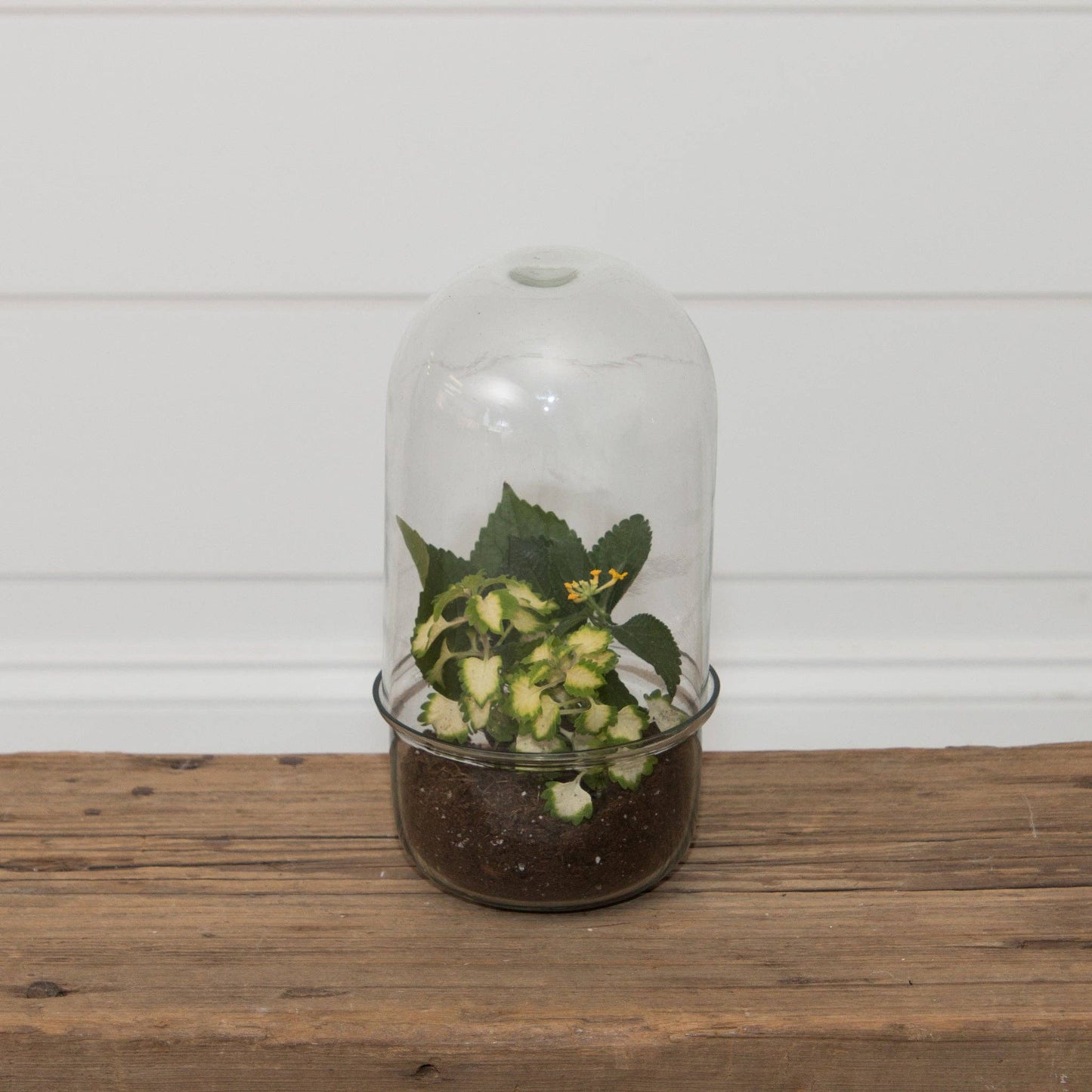 Glass Cloche Terrarium With Glass Base